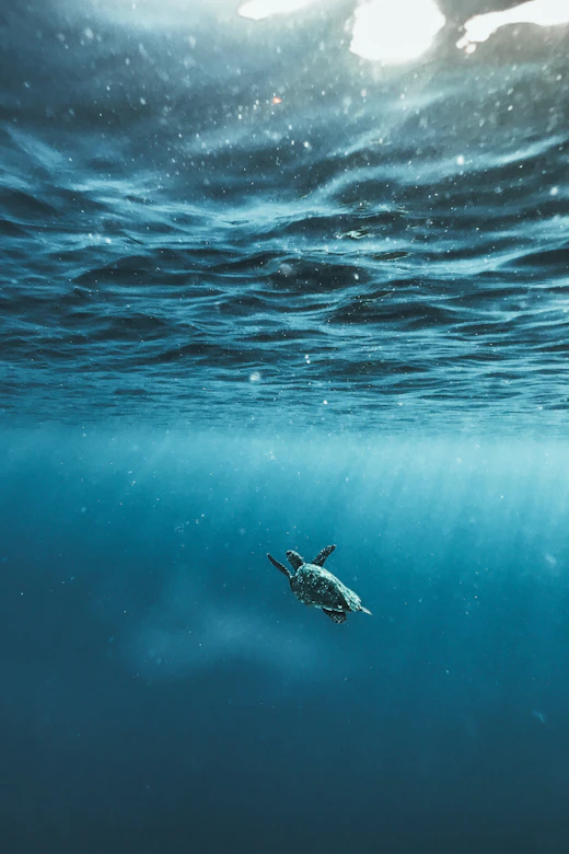 Sea turtle swimming in sunlit blue water