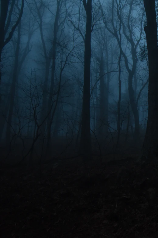 Bare trees in dense fog in a dark forest